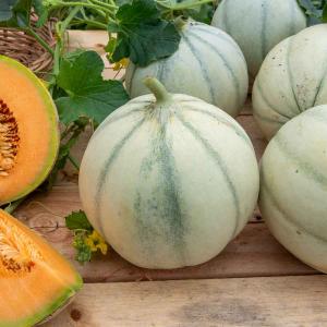 Melon Charentais - BIO